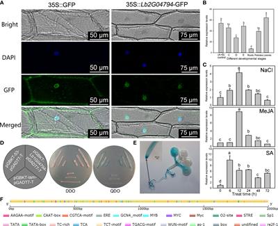An uncharacterized gene Lb1G04794 from Limonium bicolor promotes salt tolerance and trichome development in Arabidopsis